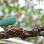 Pink-spotted Fruit Dove (image by János Oláh)