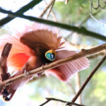 Raggiana Bird-of-paradise (image by János Oláh)