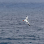 Red-billed Tropicbird (image by Pete Morris)