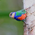 male Red-breasted Pygmy Parrot (image by János Oláh)