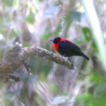 Red-collared Myzomela (image by János Oláh)