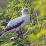 Red-footed Booby (image by Pete Morris)