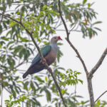 Red-knobbed Imperial Pigeon (image by Pete Morris)