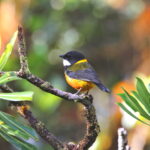 male Regent Whistler (image by János Oláh)