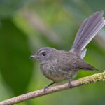 Rennel Fantail (image by Pete Morris)