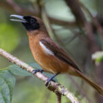 Rennell Shrikebill (image by Pete Morris)