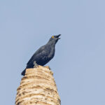 Rennell Starling (image by Pete Morris)