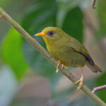 Rennell White-eye (image by Pete Morris)