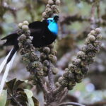 male Ribbon-tailed Astrapia on fruits (image by János Oláh)
