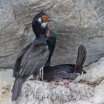 Rock Shags (image by Pete Morris)