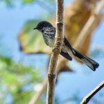 Rote Fantail (image by Craig Robson)