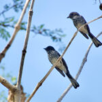 Rote Fantails (image by Craig Robson)