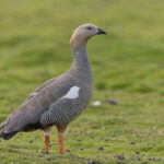 Ruddy-headed Goose (image by Pete Morris)