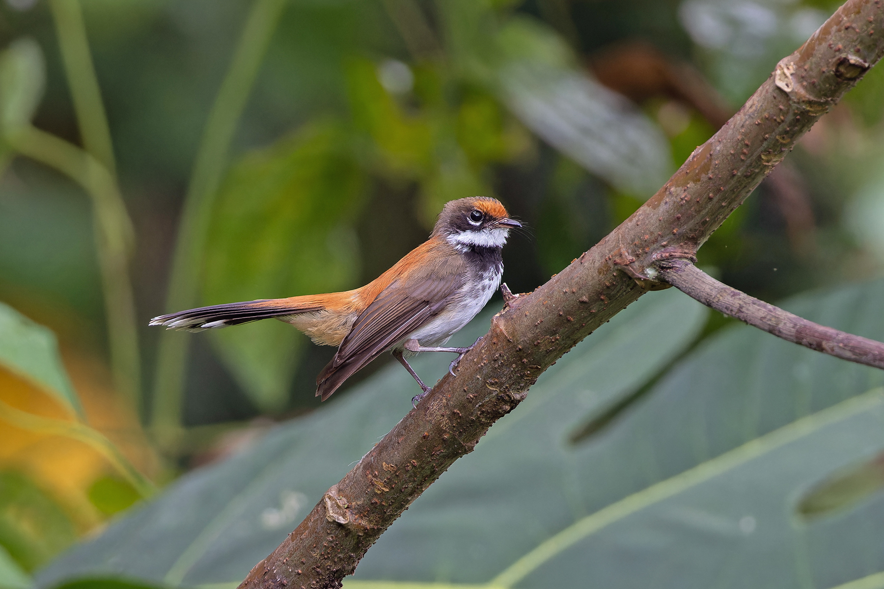 Rufous Fantail, Makira (image by Pete Morris)