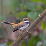 Rufous Fantail, Marika (image by Pete Morris)