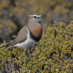 Rufous-chested Plover (image by Pete Morris)