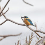 Sacred Kingfisher (image by Pete Morris)