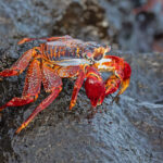 Sally Lightfoot Crab (image by Pete Morris)