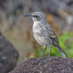 San Cristobal Mockingbird (image by Pete Morris)