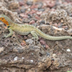 Santa Cruz Lava Lizard (image by Pete Morris)