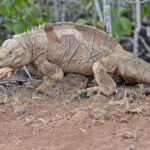 Santa Fe Iguana (image by Pete Morris)