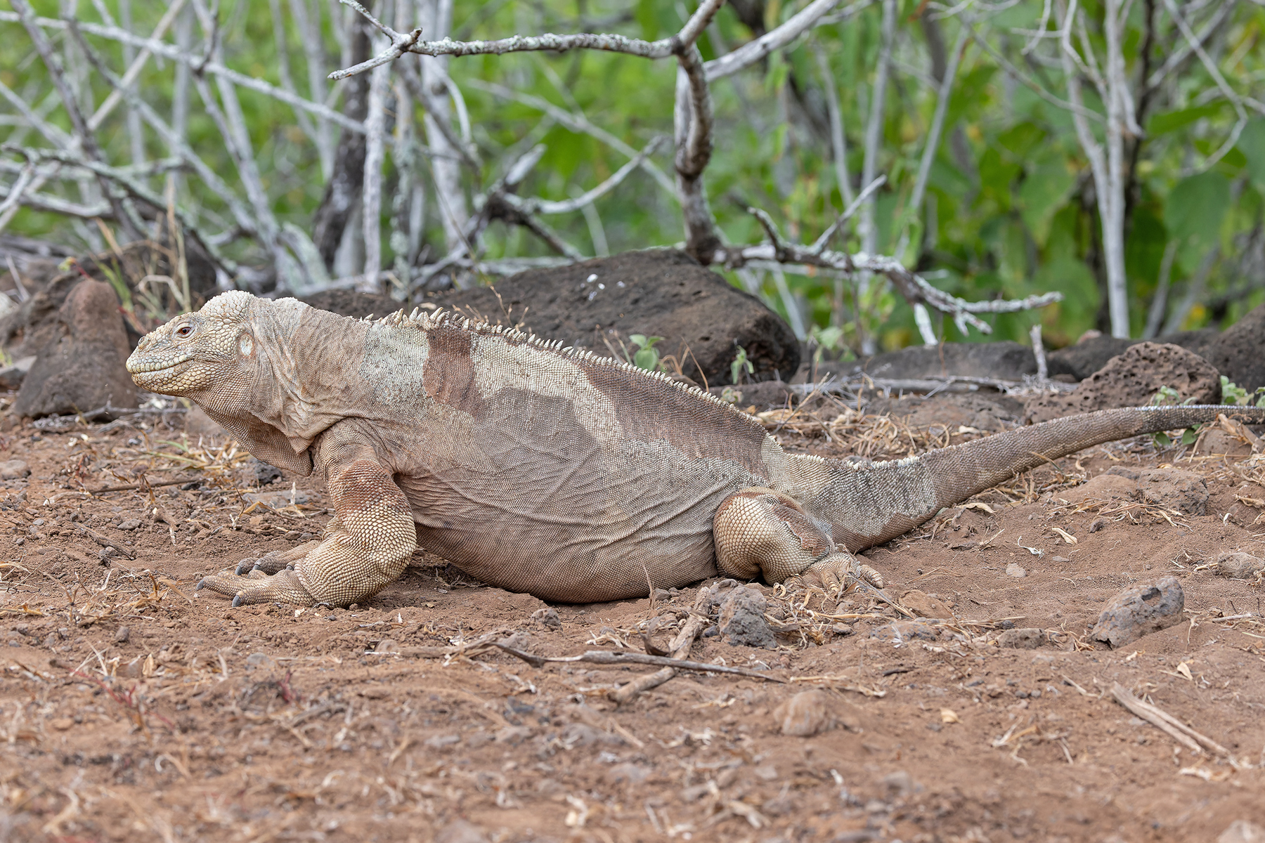 Santa Fe Iguana (image by Pete Morris)