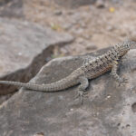 Santa Fe Lava Lizard (image by Pete Morris)