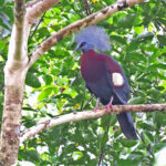 Sclater's Crowned Pigeon (image by János Oláh)