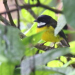 male Sclater's Whistler (image by János Oláh)