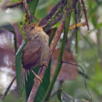 Shade Bush Warbler (image by Pete Morris)