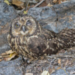 Short-eared Owl (image by Pete Morris)