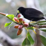 Short-tailed Paradigalla (image by János Oláh)