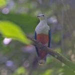 Silver-capped Fruit Dove (image by Pete Morris)