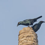Singing Starlings (image by Pete Morris)