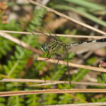 Slender Skimmer (image by Craig Robson)