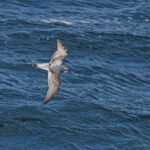 Slender-billed Prion (image by Pete Morris)