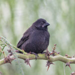 Small Ground Finch (image by Pete Morris)