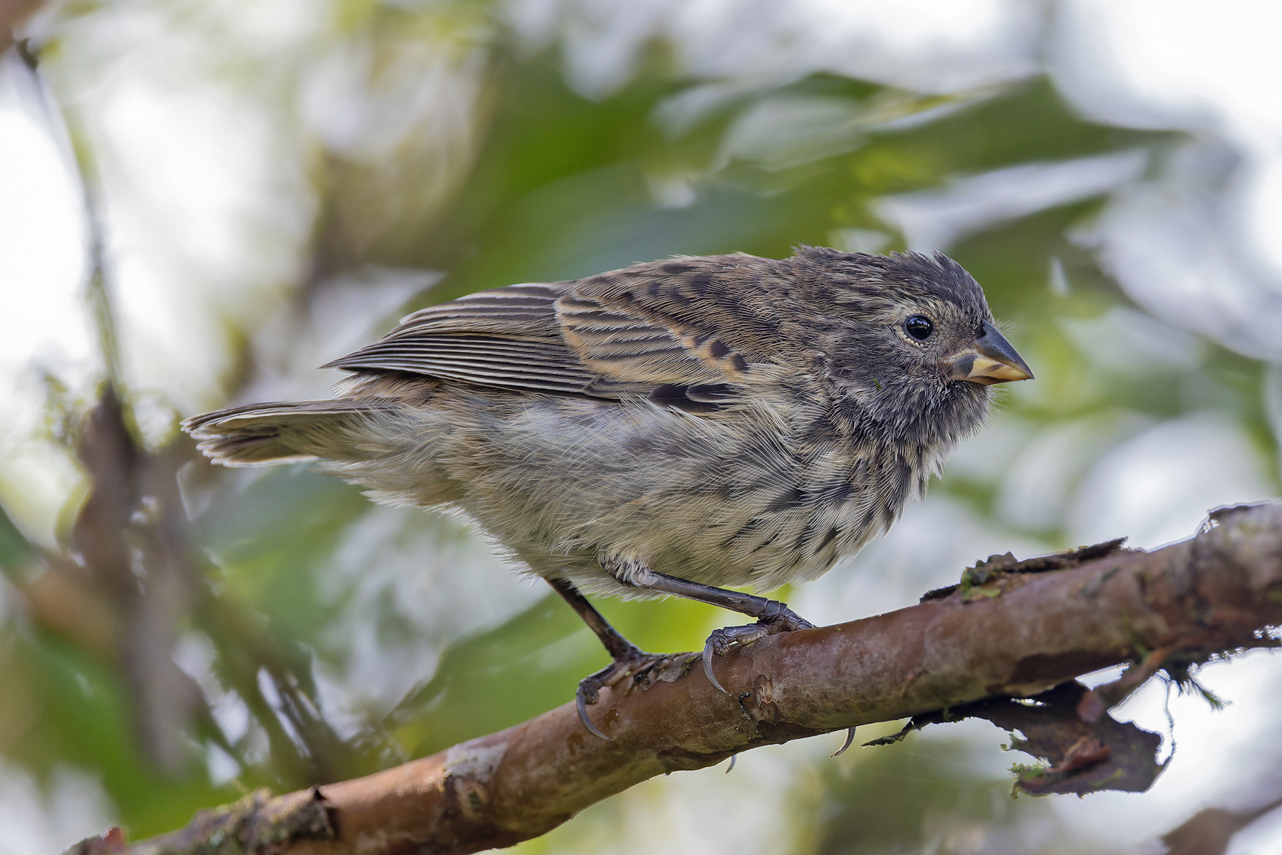 Small Ground Finch (image by Pete Morris)