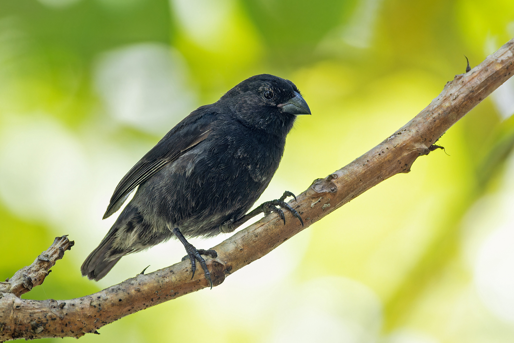Small Ground Finch (image by Pete Morris)