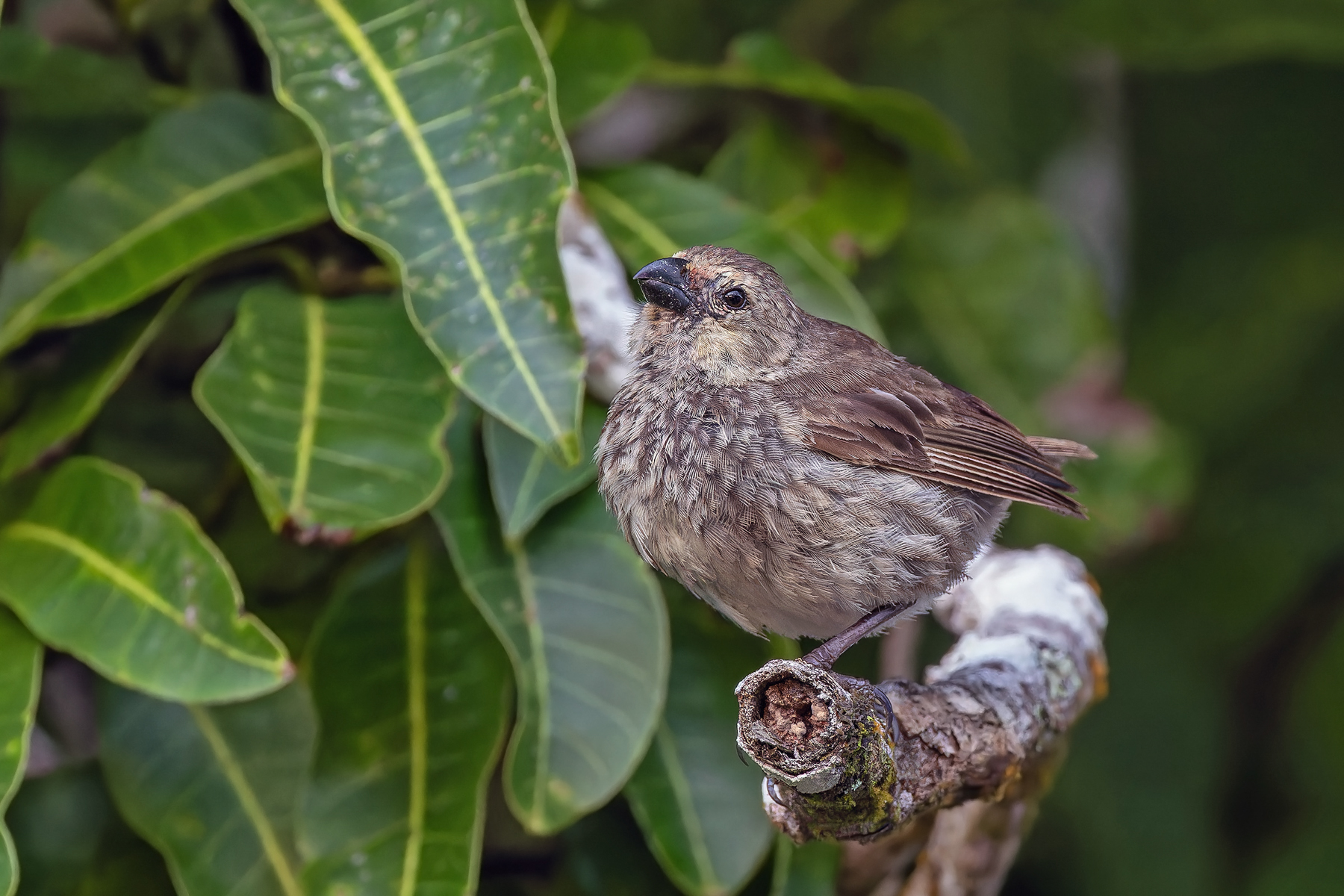 Small (San Cristobal) Tree Finch (image by Pete Morris)