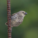 Small (San Cristobal) Tree Finch (image by Pete Morris)