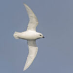 Snow Petrel (image by Pete Morris)