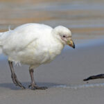 Snowy Sheathbill (image by Pete Morris)