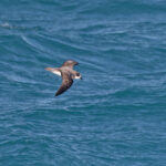 Soft-plumaged Petrel (image by Pete Morris)