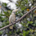 Solomons Cockatoo (image by Pete Morris)