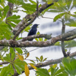 Solomons Cuckooshrike (image by Pete Morris)