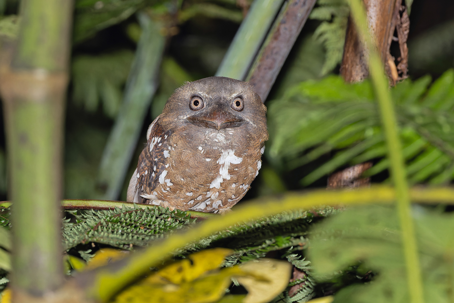 Solomons Frogmouth (image by Pete Morris)