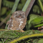 Solomons Frogmouth (image by Pete Morris)