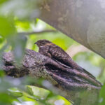 Solomons Nightjar (image by Pete Morris)
