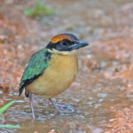 Solomons Pitta (image by Pete Morris)